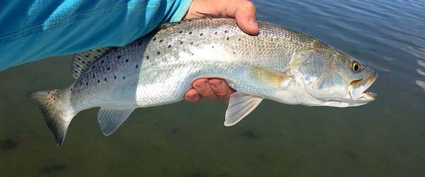 Baffin Bay Speckled Trout Fishing