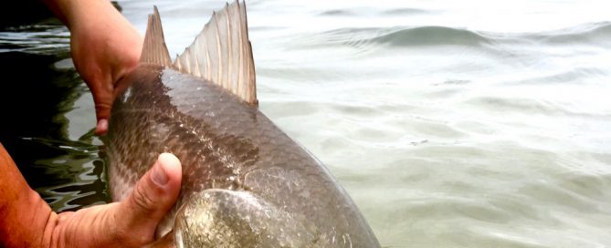 Fly Fishing the Texas Coast