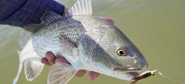 Fly fishing in Rockport, Texas with Fly Fish Rockport saltwater fishing guides.