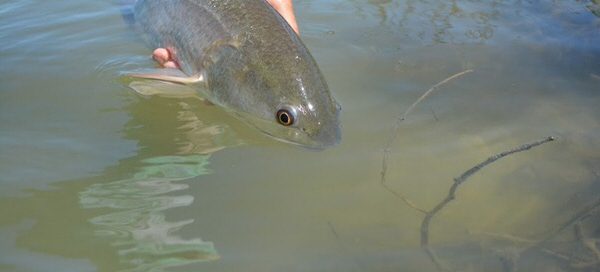 Rockport Flats Fishing for Redfish