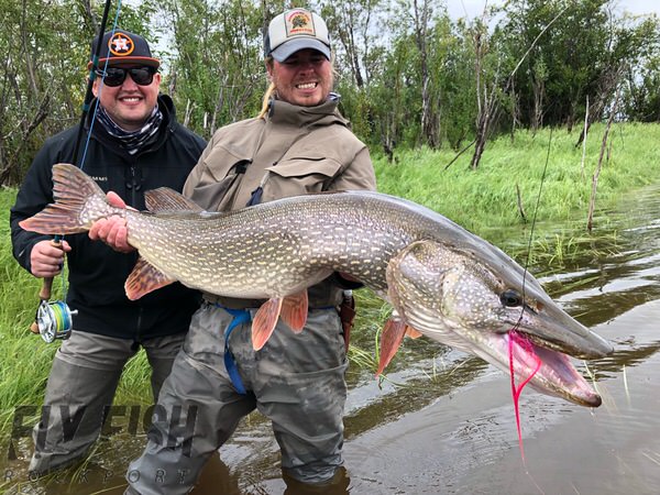 Alaskan Remote Adventures - Our guest Manu Nagaraja surprised with a Northern  Pike while fishing for Silvers this past August! It's always exciting to  see these snake-like fish explode from the shadows