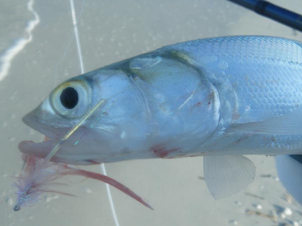 Ladyfish – Fly Fish Rockport